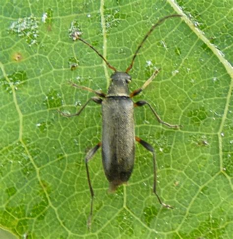 Mattschwarzer Bl Tenbock Grammoptera Ruficornis Mattschw Flickr