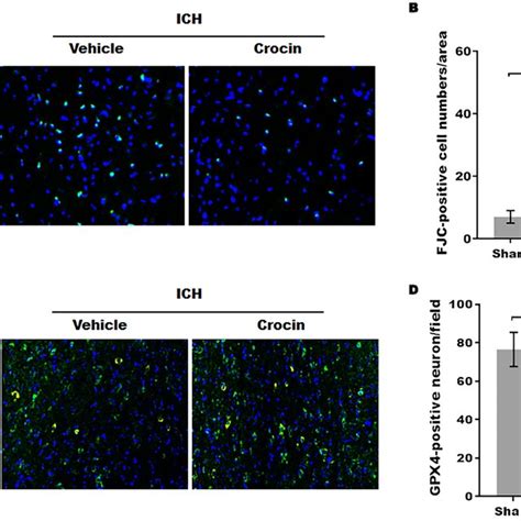 Crocin Alleviated Oxidative Stressinduced Neuronal Ferroptosis A B