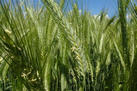 Seminte De Triticale