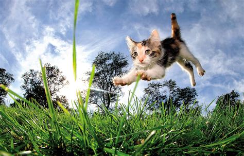 Cats Jumping And Landing Ability Pets Australia