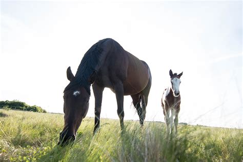 Mare and foal care - Veterinary Medical Centre - Western College of Veterinary Medicine ...