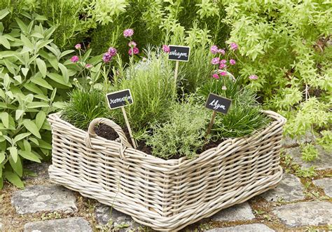 Cultiver Les Plantes Aromatiques Les Indispensables