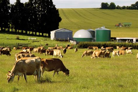 Lélevage De Ruminants Reste Nécessaire Blogothèque Animaliste