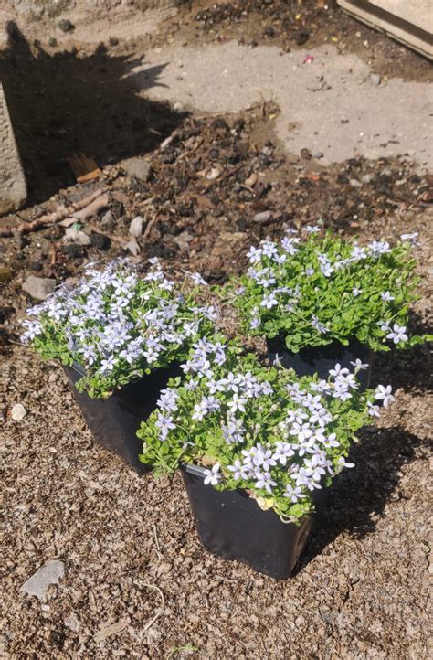Lobelia pedunculata Lobelia pedunculata