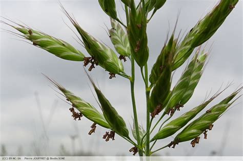 Biodiv SONE Fiche Brome Mou Bromus Hordeaceus