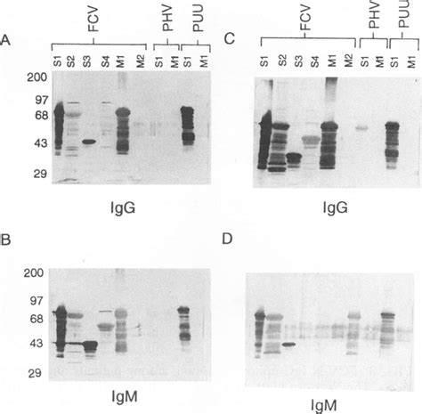 Hantavirus Western Immunoblot Assays A And B Recombinant Proteins