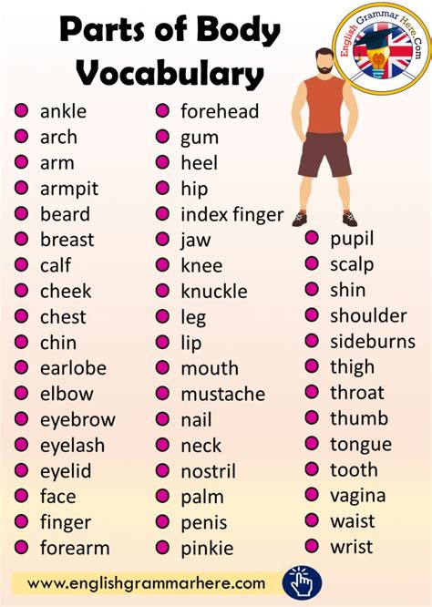 Parts Of The Body In English Parts Of Human Body English Grammar