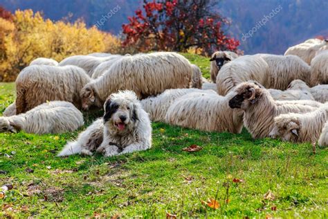 Los perros cuidan a las ovejas en el pasto de montaña 2023