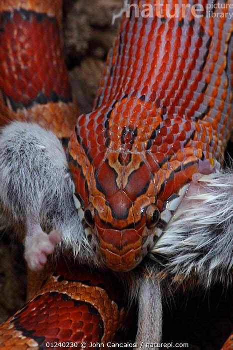 Stock Photo Of Corn Snake Pantherophis Guttatus Elaphe Guttata