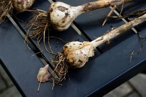 how long to harvest garlic
