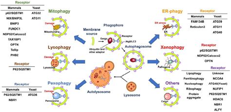 Ijms Free Full Text The Multifaceted Roles Of Autophagy In