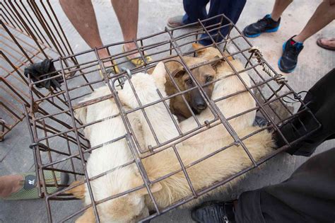 china signaling   dog meat trade   change