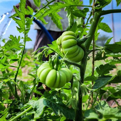 8 Major Pests of Tomato Plants and their Natural Control – Beforest