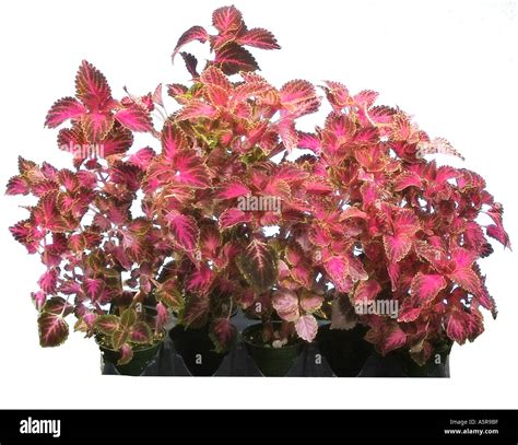 Coleus Annuals Lamiaceae Plant Plants Stock Photo Alamy