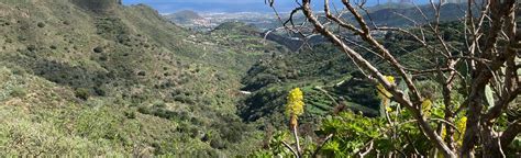 Vega De San Mateo La Bodeguilla El Helechal Foto Gran Canaria