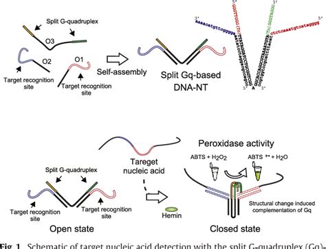 Figure From A Split G Quadruplex Based Dna Nano Tweezers Structure As