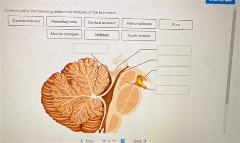 Solved Correctly Label The Following Anatomical Features Of