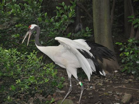 Grus Japonensis Red Crowned Crane In Hangzhou Zoo