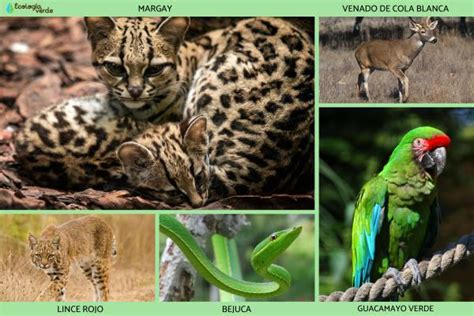 Top 105 Biodiversidad De Guanajuato Flora Y Fauna Anmb Mx