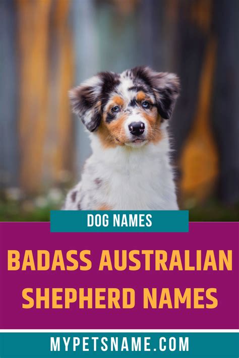 +9 Australian Dog Names And Meanings Of The Best