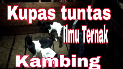 Kupas Tuntas Ternak Kambing Youtube