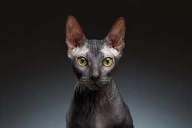 Sphynx Cat Breed Facts & Information | Cuteness