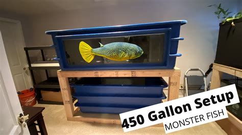 Monster Fish in Pentair AES Fiberglass Tank | Mbu Puffer 450 Gallon ...