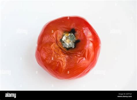 Tomate Podrido Estropeado Por Hongos Y Moho Sobre Fondo Blanco