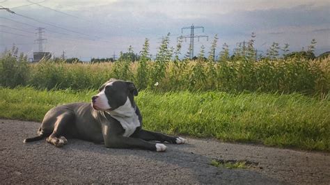 American Bully Prix De Ce Chien Caract Re Sant Alimentation