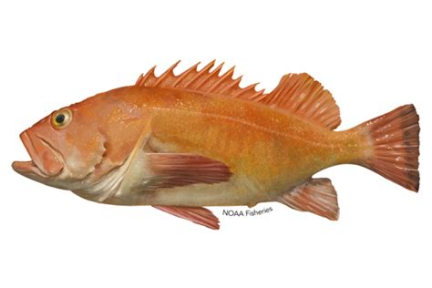 Yelloweye Rockfish | NOAA Fisheries