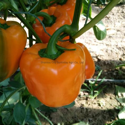 High Quality Hybrid F1 Orange Sweet Pepper Seeds Ancient Sweet Pepper