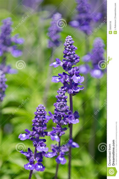 Flores Azules De Salvia Farinacea Del Salvia Foto De Archivo Imagen