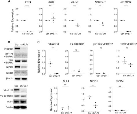 Anti Notch1 Cell Signaling Technology Inc Bioz