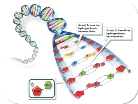 Module 5 Lecture 3 Dna Replication And Pcr Flashcards Quizlet