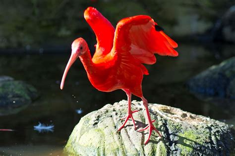 birds-of-eden-_DSC9502 « Plett Tourism Contest