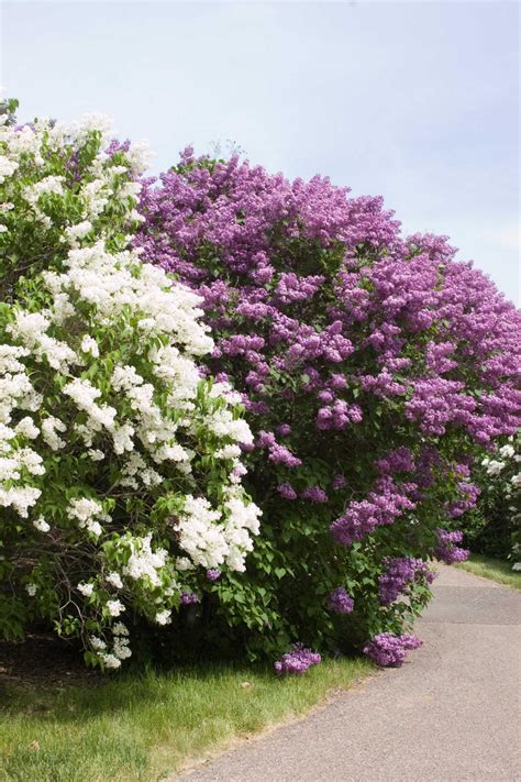 How to Plant and Care for Lilacs | HGTV