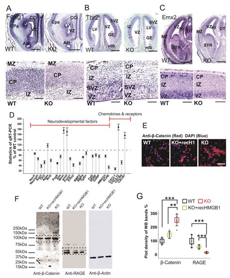 Cells Free Full Text Regulation Of Neurogenesis In Mouse Brain By HMGB1