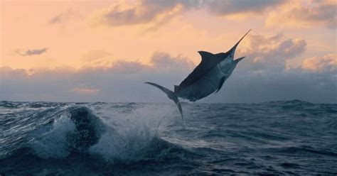 Hawaii man impaled, killed by fish