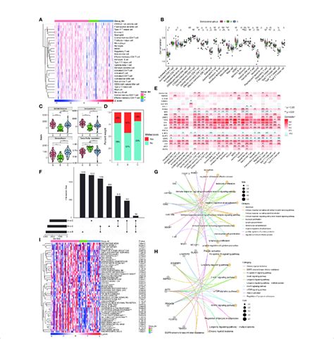 Immune Status And Functional Analysis Of DEGs In The Three Subgroups