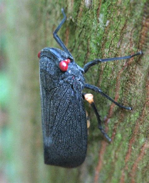 Acraephia Perspicillata Honduras