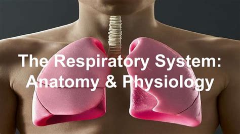 The Respiratory System Anatomy And Physiologypptx