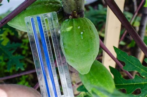 Growing Papayas In Texas A Tropical Challenge Through The Mirror