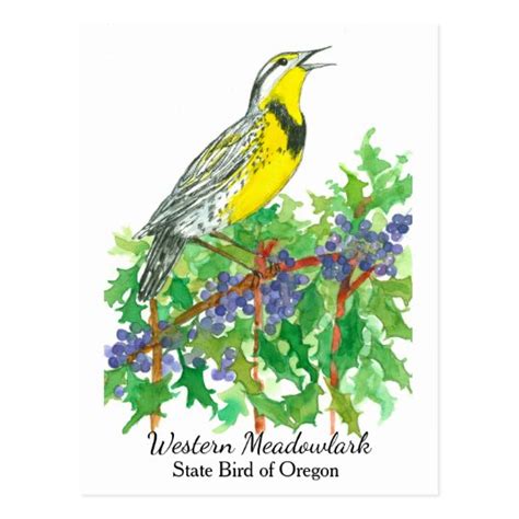 Oregon State Flower Bird Meadowlark Postcard