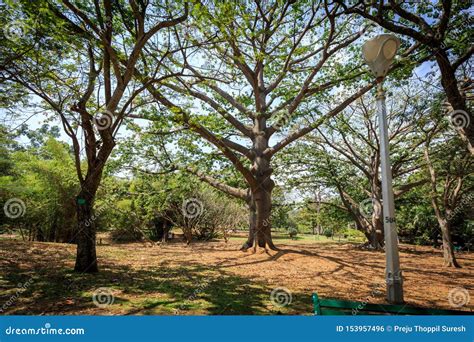 Lal Bagh Botanical Garden - Bangalore/Bengaluru Stock Photo - Image of beautiful, destinations ...