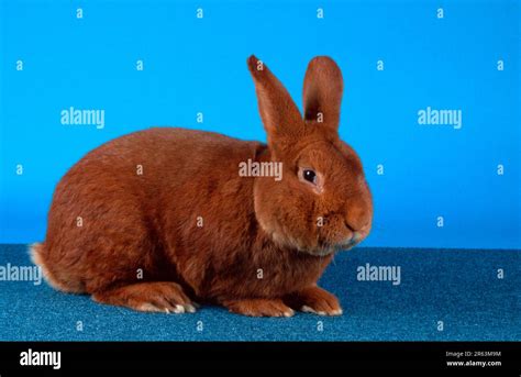 Rabbit, Red New Zealand rabbit, Red New Zealand, animals, mammals ...