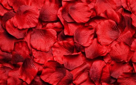 Download wallpapers red petals, macro, red petals background, floral ...