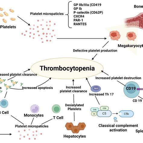 Pathogenesis Of Immune Thrombocytopenia Download Scientific Diagram