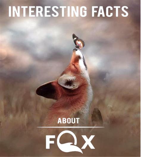 The 25 Interesting Facts About Foxes HubPages