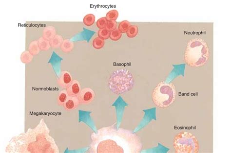 Red Blood Cells Function