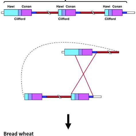 Schematic Representation Of The Locus Containing 5b 1 In The Wild Emmer